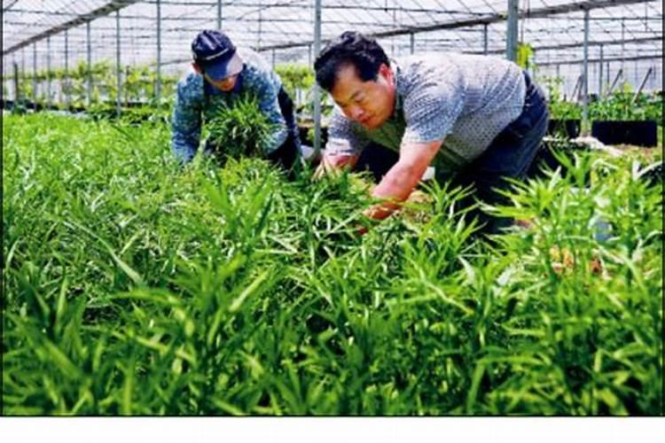 芦蒿的种植时间及种植方法