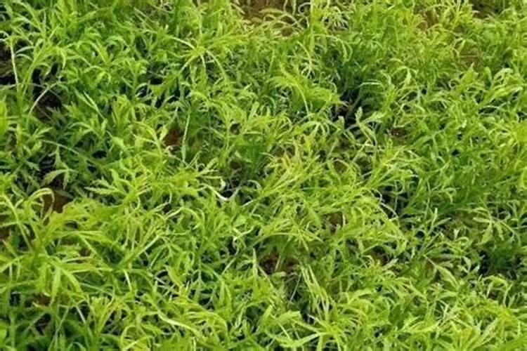 芦蒿一年有几茬