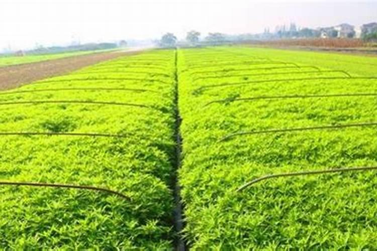 蒌蒿的生活环境是什么？