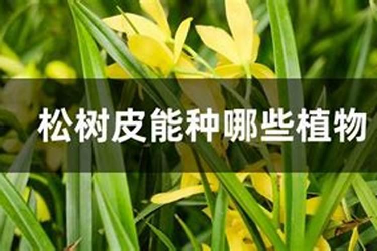 发酵过的松树皮可以当花肥么