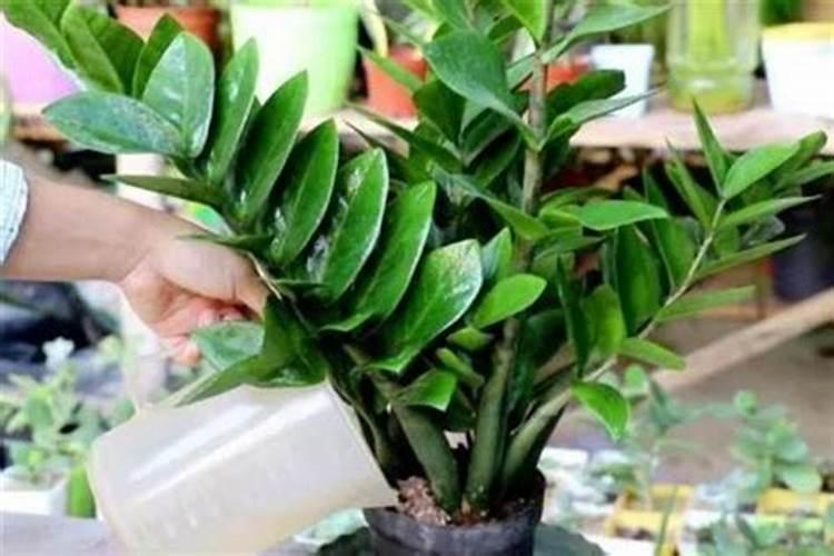 金钱树怎么养护与浇水施肥