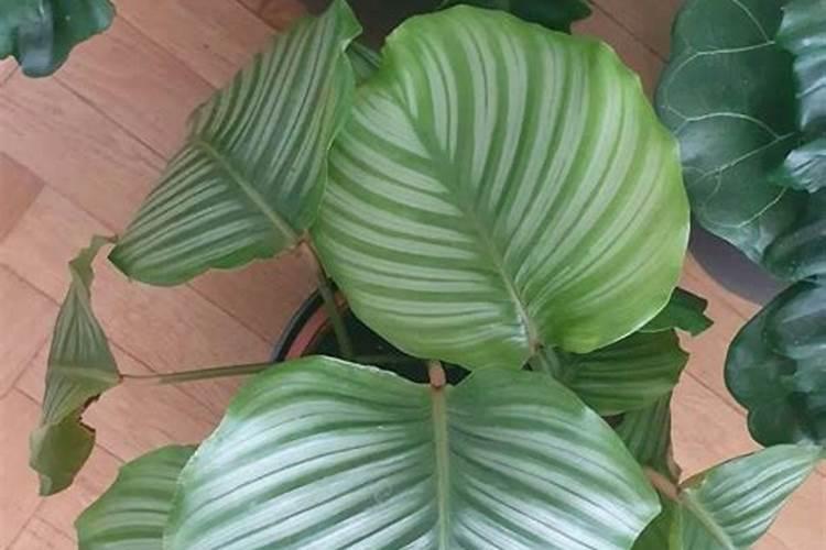 花生打过控旺能浇水吗怎么浇