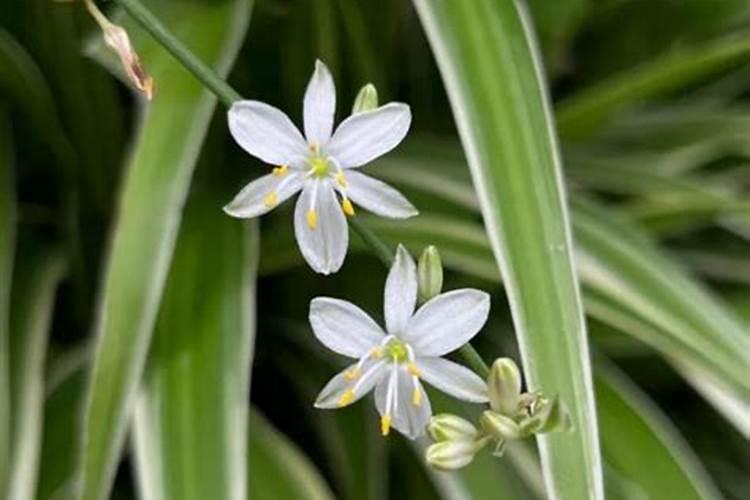 沃柑有虫要打什么农药