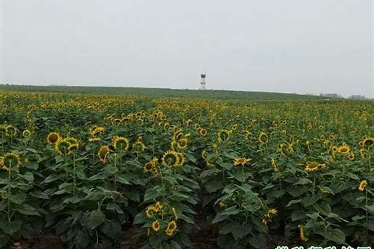喷什么叶面肥芹菜长得快 喷施方法有哪些