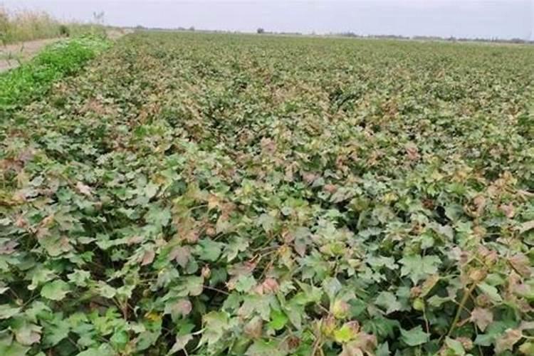 中药壶煎药时间是多久 中药壶煎药需要多长时间？