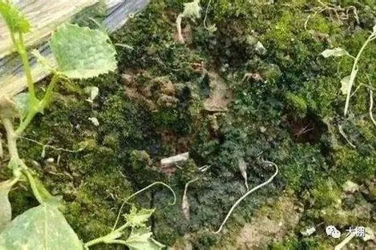 磷肥用多了会中毒？