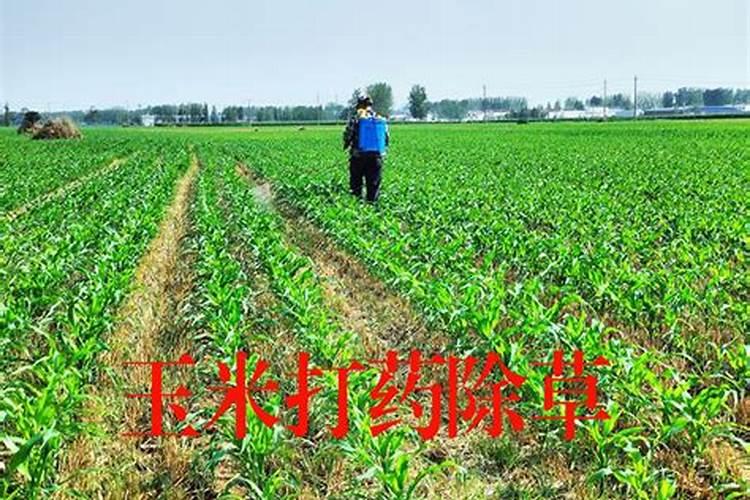 玉米打完除草剂能追肥料吗？