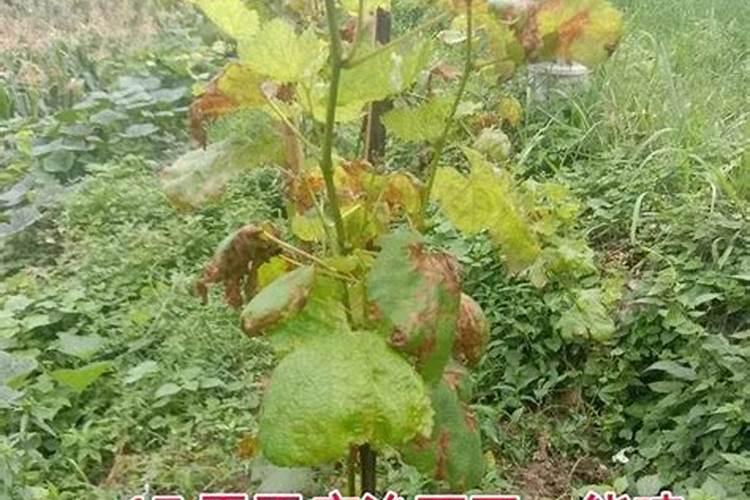 种葡萄用什么肥料