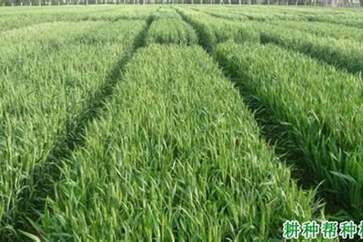 种玉米施肥方法