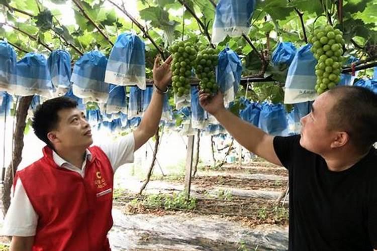 葡萄种植什么时候施肥合适种植葡萄什么时候施肥合适
