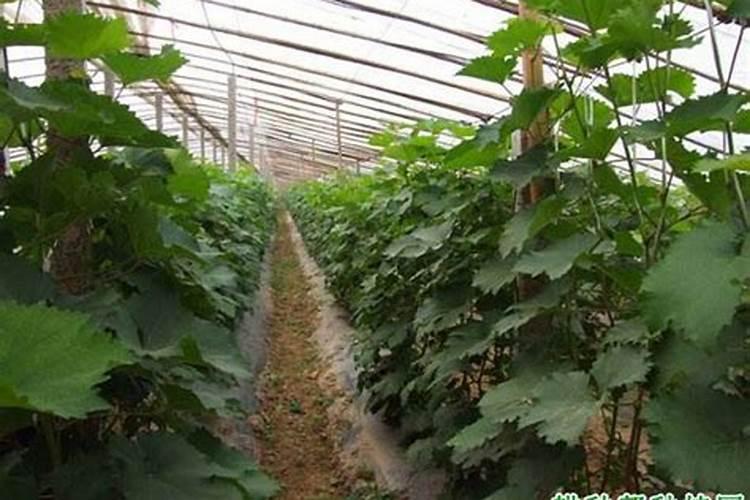 温室种植葡萄,在开花对肥料的要求都有哪些？