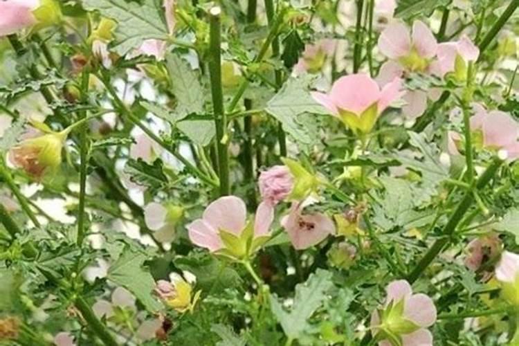 盆栽木槿怎么养