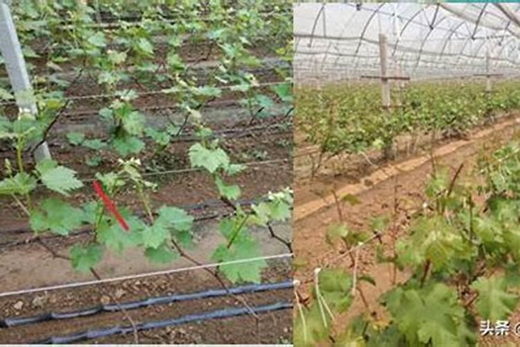 葡萄萌芽前及萌芽期管理和用药？