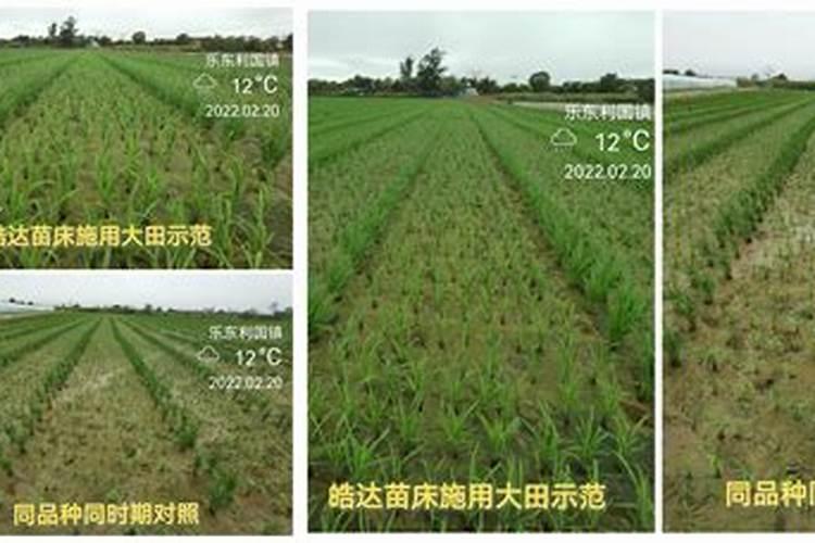 水稻后期施什么肥