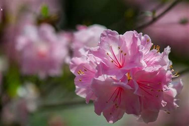 硅钙肥有何作用？