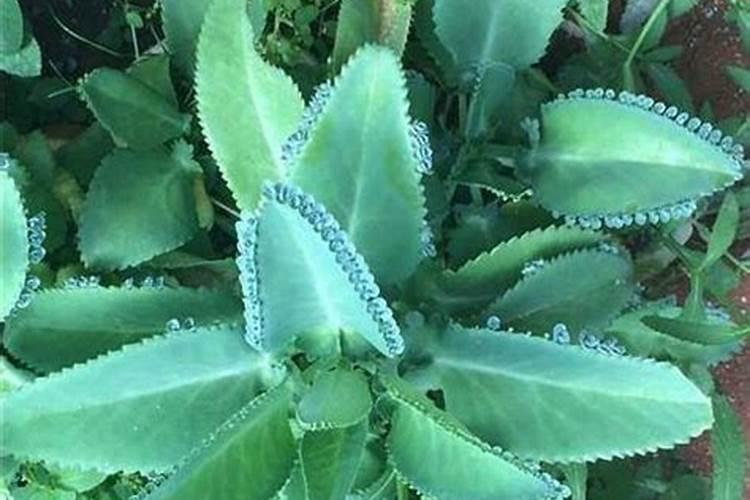 怎么样种番茄
