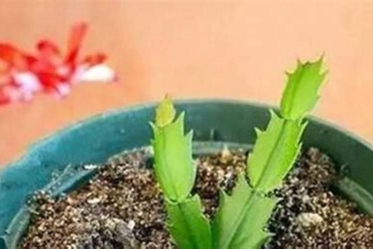 蟹爪兰花芽时如何上肥