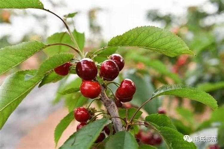 樱桃用什么肥料最好