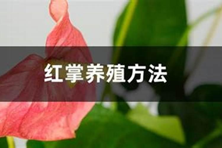 辣椒什么时候喷磷酸二氢钾
