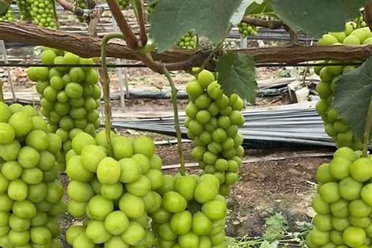 深圳翡翠原石在哪里买好深圳的翡翠原石哪种好