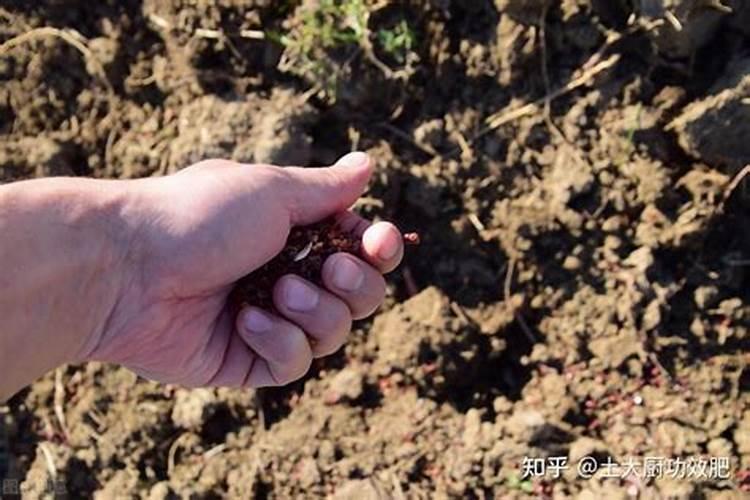 亩产1500斤的小麦底肥施多少 亩产1500斤的小麦底肥怎么施加