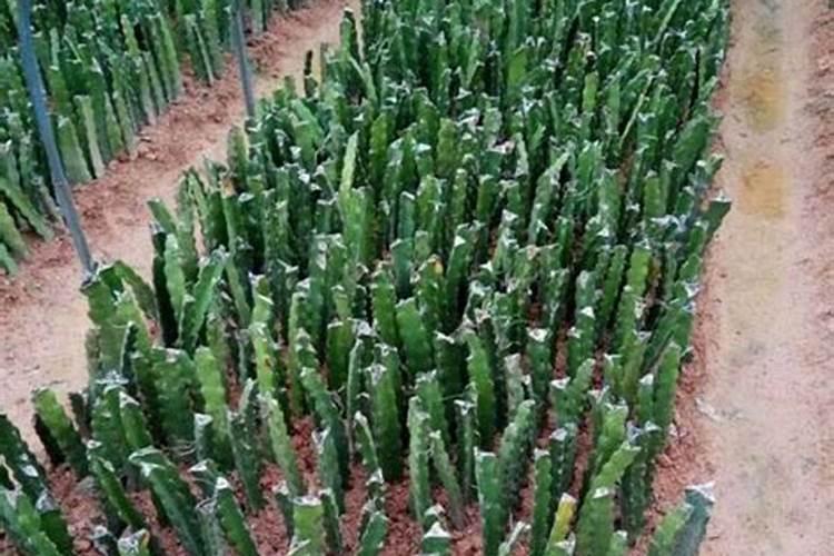 种菜肥料种类介绍