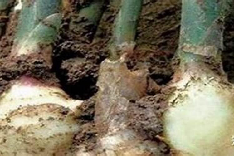 大量元素水溶肥哪个品牌好