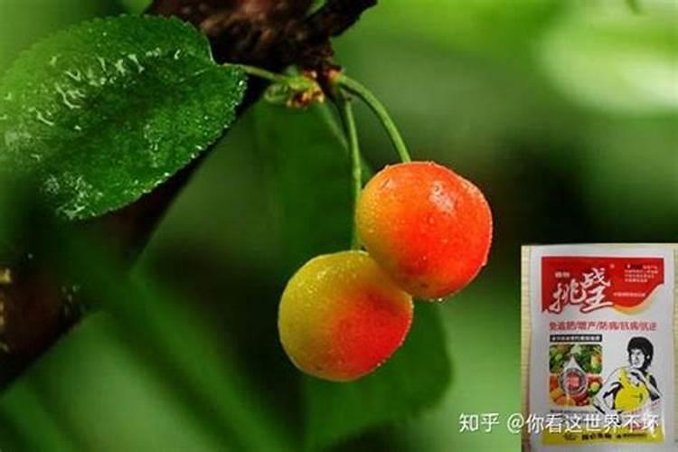 杜鹃花施什么肥