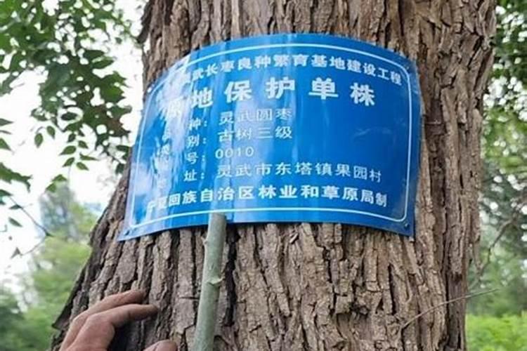 小枣子长弯啥原因