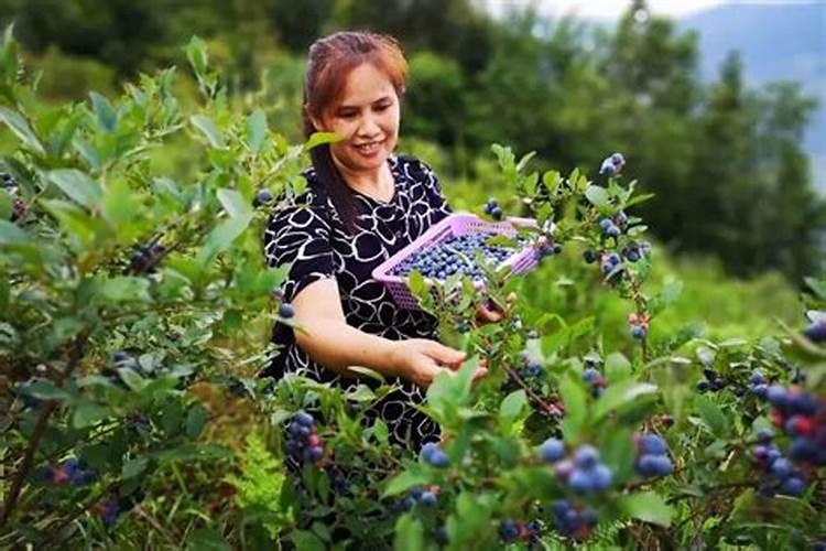 大家种蓝莓都用些什么肥料