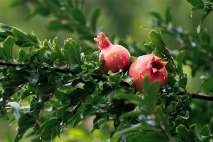 复合肥可以浇多肉吗