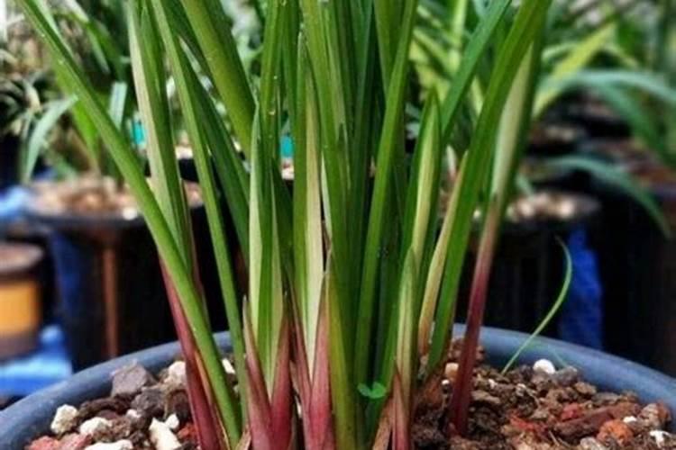 天脊硝酸磷肥可以撒吗