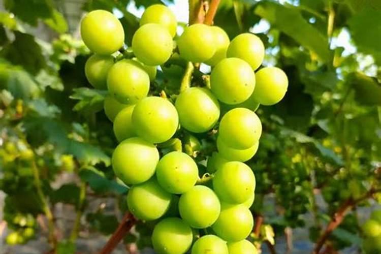 葡萄现在马上到采摘期,用什么肥料,提高一下膨果？