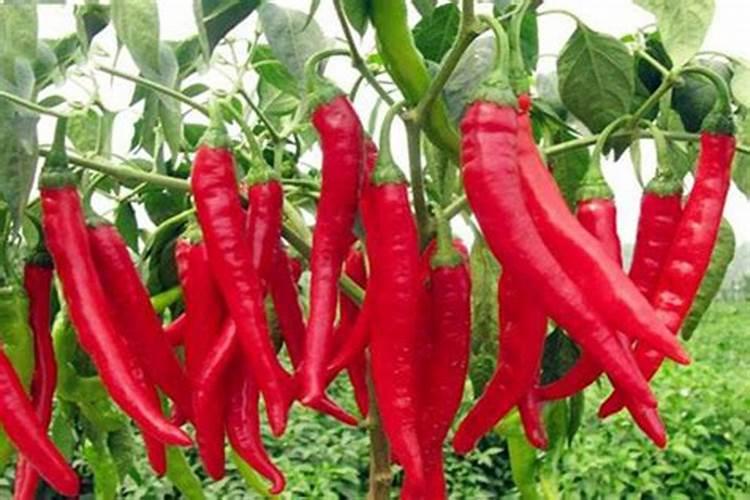 长辣椒了还要施肥吗