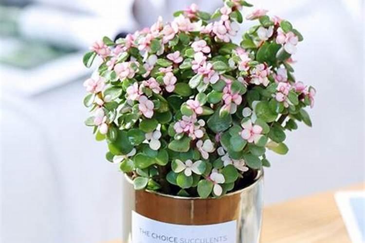 重庆渝北计算机培训班有哪些