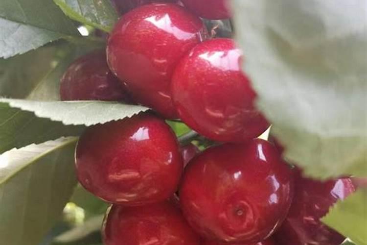 防裂果绝密配方