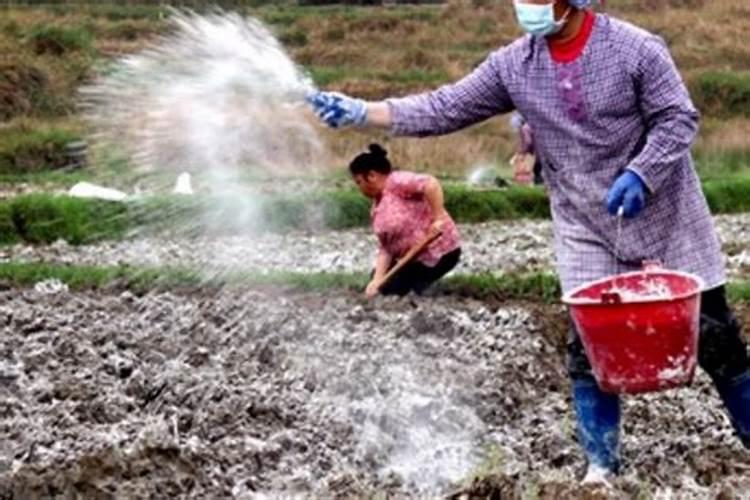 大量磷肥烧根吗,磷肥怎样使用才是正确的
