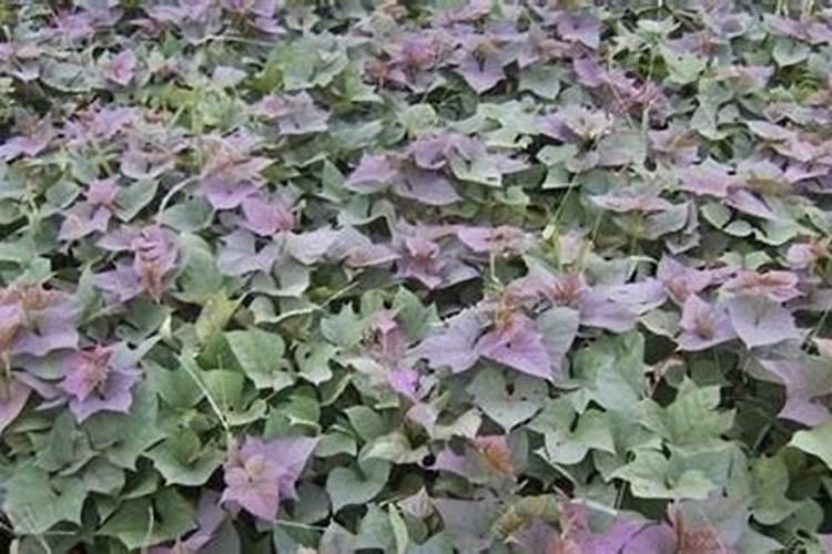 柳树水浇花用不用兑水需要注意什么