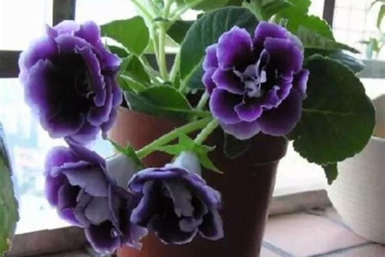 大岩桐开花时用什么肥