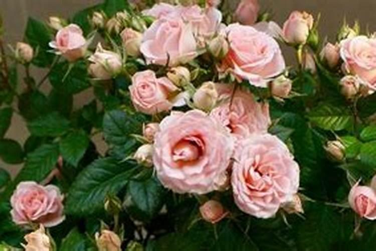 玫瑰花多久施一次肥(要施什么肥料)