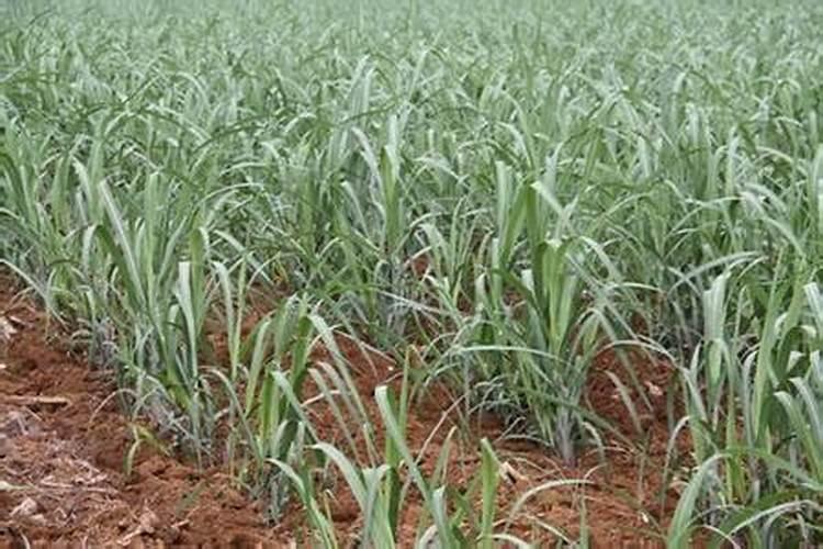 桉树的价值有哪些？