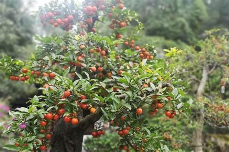 金弹子用什么肥料最好