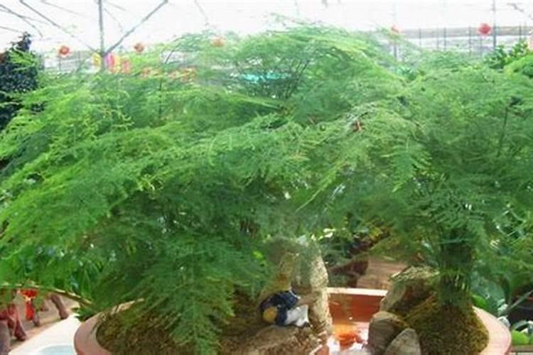 文竹的施肥方法如下