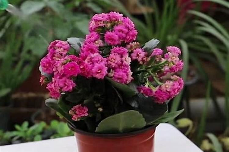 家中的哪些废弃物埋在花盆中发酵后可以当做肥料使用？