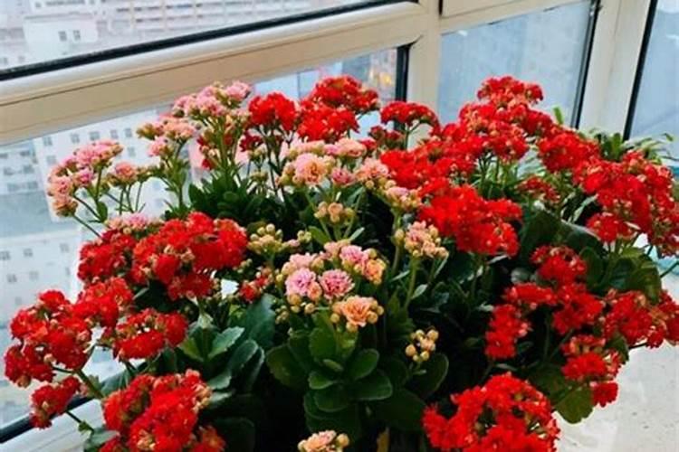 如何养护小植物 应注意什么