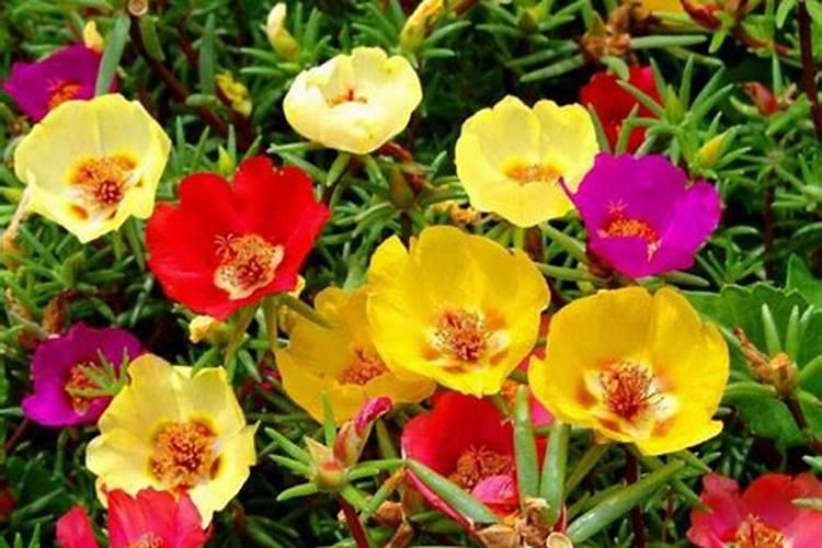 什么植物能抗盐碱地？