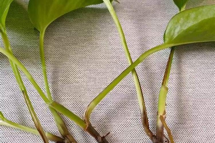 有机肥加水可以浇菜吗