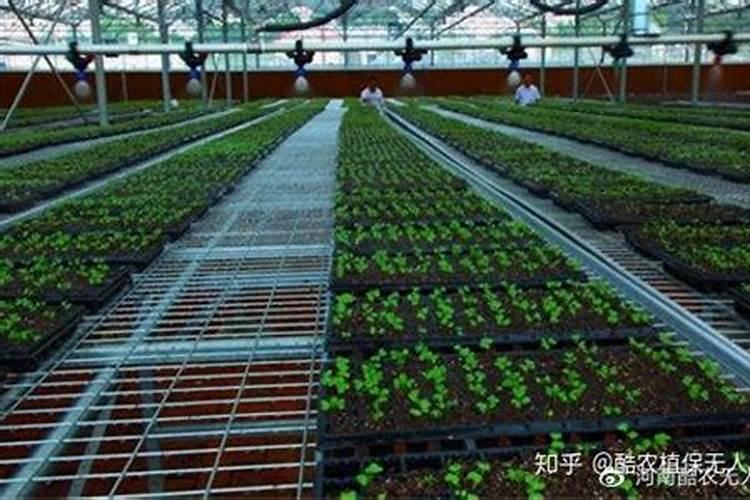 推进有机肥替代化肥 助力农业绿色发展