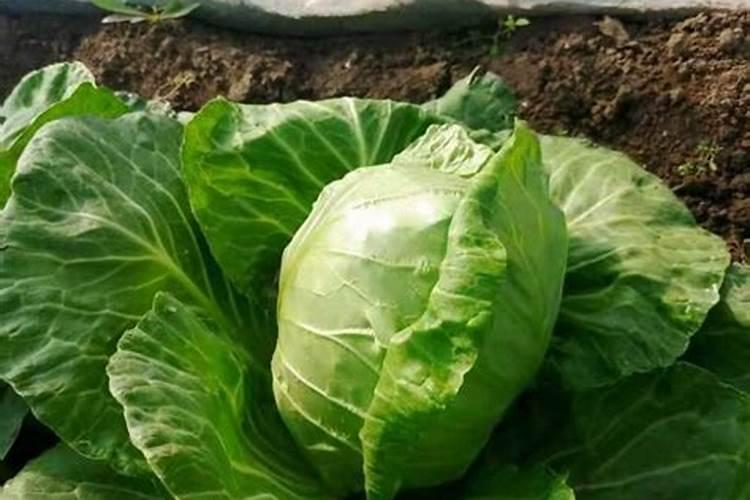 芹菜的用肥方法 芹菜的正确施肥方法