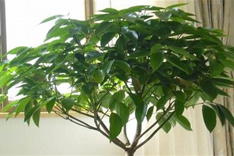 种植萝卜如何施硼肥？施硼肥都有哪些好处呢？